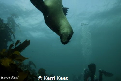 Playful Cape Fur Seal by Kerri Keet 